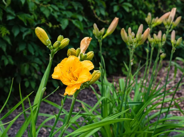 Fiore Giallastro Fioritura Gialla Nel Giardino Estivo — Foto Stock