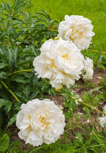 Große Weiße Pfingstrosen Blühen Einem Sommergarten — Stockfoto