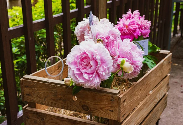 Bukiet Kwiatów Dużych Różowych Piwonii Ogrodzie Letnim — Zdjęcie stockowe
