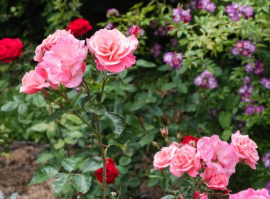 Pembe Çin gülü ya da çiçek açan gül kalçası