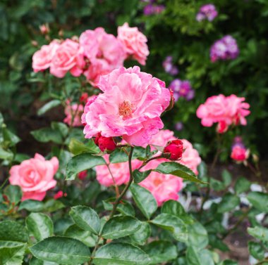 Pembe Çin gülü ya da çiçek açan gül kalçası