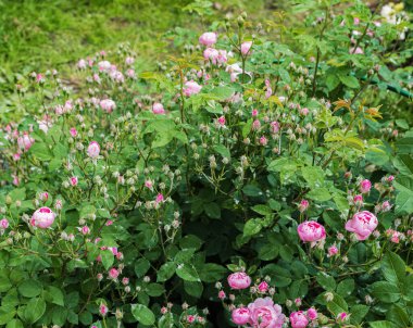 Pembe çiçekli gül ağacı.