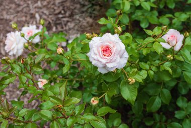 Fransız gülü, pembe ve beyaz çiçekli güller.