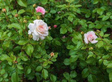 Fransız gülü, pembe ve beyaz çiçekli güller.