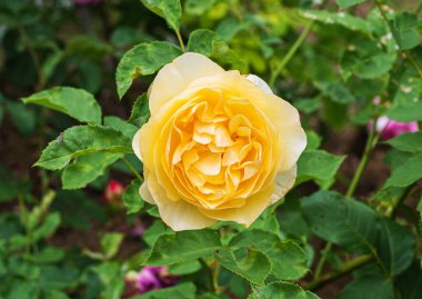 Gül kalçalar, yaz bahçesinde sarı çiçekli gül.