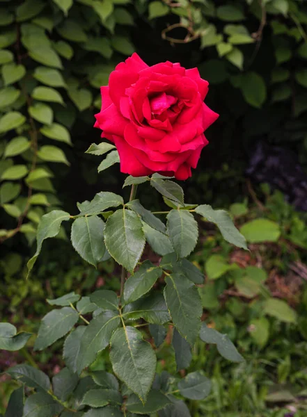 scarlet Chinese rose or rose hips, large red flower
