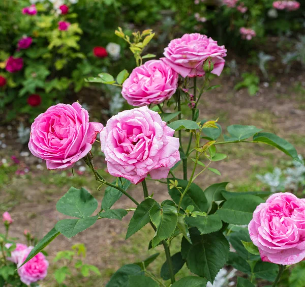 Γαλλικό Τριαντάφυλλο Τριαντάφυλλα Ροζ Λουλούδια — Φωτογραφία Αρχείου