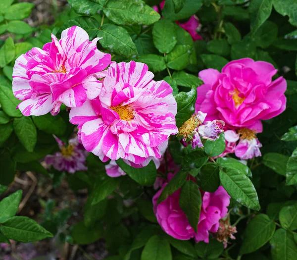 Nypon Rosor Med Rosa Blommor — Stockfoto