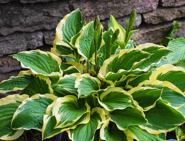 Hosta Plantain Aux Feuilles Rayées Vertes Jaunes — Photo