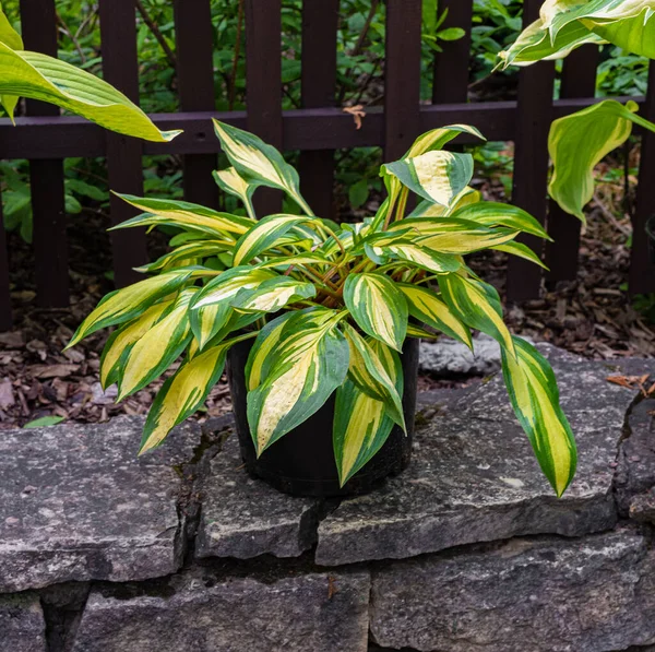 Hosta Plantain Aux Feuilles Rayées Vertes Jaunes — Photo