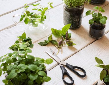 Ahşap arka planda ev yapımı otlar ve cam kavanozlar (fesleğen, nane, limon merhemi)