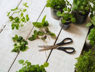 Ahşap arka planda ev yapımı otlar ve cam kavanozlar (fesleğen, nane, limon merhemi)