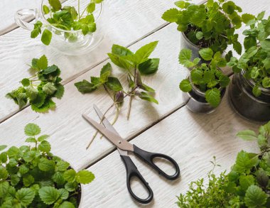 Ahşap arka planda ev yapımı otlar ve cam kavanozlar (fesleğen, nane, limon merhemi)