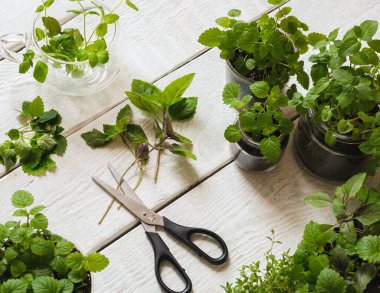 Ahşap arka planda ev yapımı otlar ve cam kavanozlar (fesleğen, nane, limon merhemi)