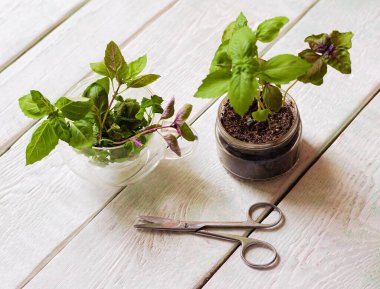Ahşap arka planda ev yapımı otlar ve cam kavanozlar (fesleğen, nane, limon merhemi)