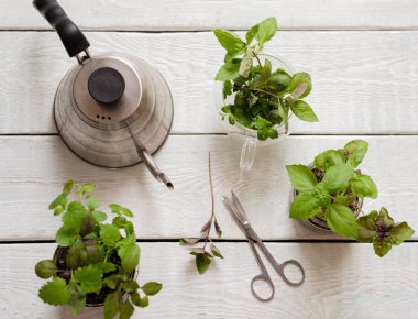 Ahşap arka planda ev yapımı otlar ve cam kavanozlar (fesleğen, nane, limon merhemi)