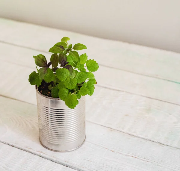 Evde limon merhemi ve nane filizleri var.