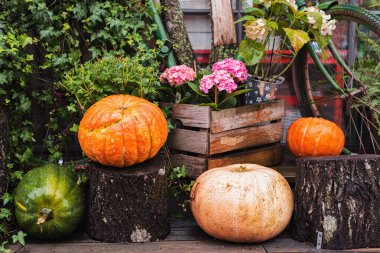 Sonbahar dekoru, balkabakları ve mevsimlik çiçeklerle kompozisyon