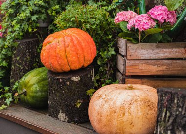 Sonbahar dekoru, balkabakları ve mevsimlik çiçeklerle kompozisyon