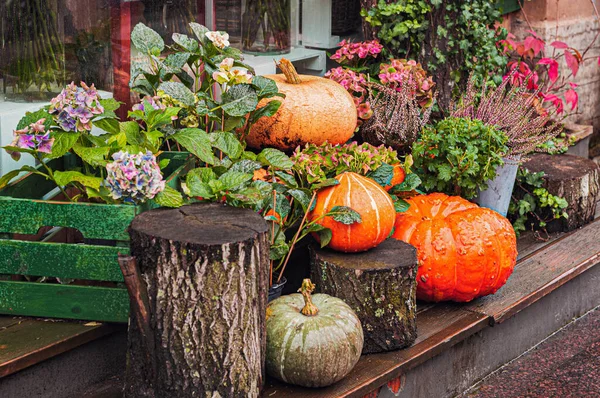 Decoración Otoño Composición Con Calabazas Flores Temporada —  Fotos de Stock