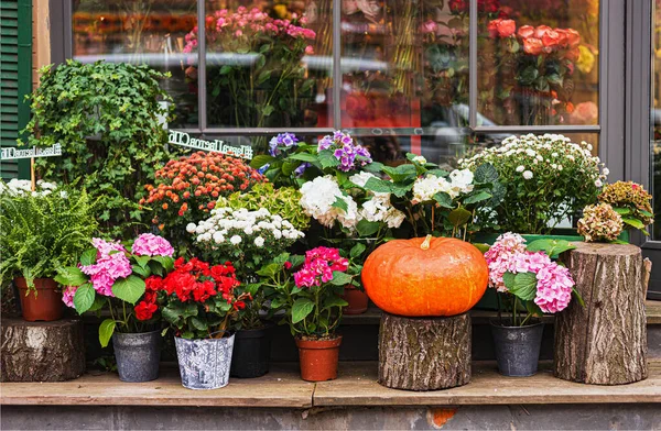 秋の装飾 カボチャと季節の花で構成 ストック画像