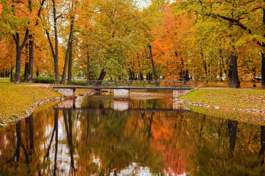 Sonbahar parkındaki orman göleti, sarı ağaç yaprakları.