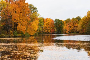 Sonbahar parkındaki orman göleti, sarı ağaç yaprakları.
