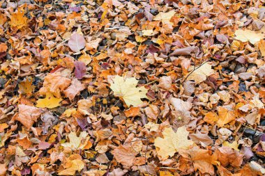 Parlak bir sonbahar ormanında sararmış eğreltiotu yaprakları
