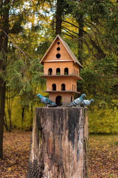 Lindo Pajarito Madera Para Pájaros Bosque Otoño — Foto de Stock