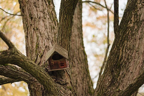 Mignon Nichoir Bois Pour Oiseaux Dans Forêt Automne — Photo