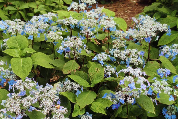 Blühende Blaue Hortensien Mit Grünen Blättern Garten — Stockfoto