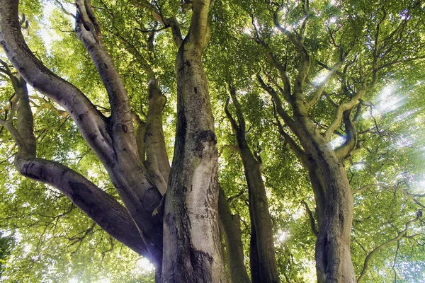 背の高い木やサンビームの冠に緑の葉があり ロイヤリティフリーのストック写真
