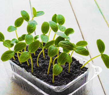 Evde salatalık filizleri ve filizleri var.