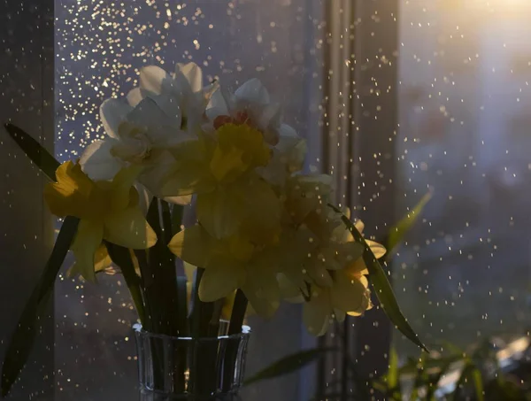White and yellow daffodils near the window in sunset lights