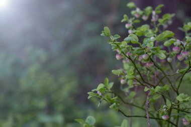 Çiçek açan bir yaban mersininin kırılgan dalları (Vaksinyum myrtillus) mavi yeşil arka planlı çalılar.