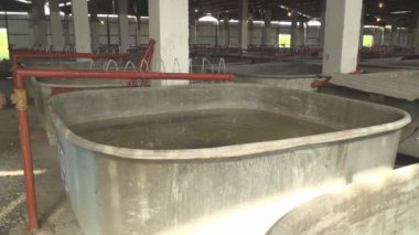 Mersin balığı kızartmalı tanklar. Büyüyen mersin kızartması için çiftlik.