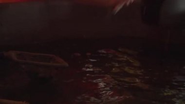 Doğal bir gölet içine sonraki sürümü için bir balık çiftliğinde mersin balığı toplama