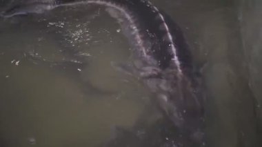 Balık çiftliğinde balık mersin balığı. Ticari nadir balık