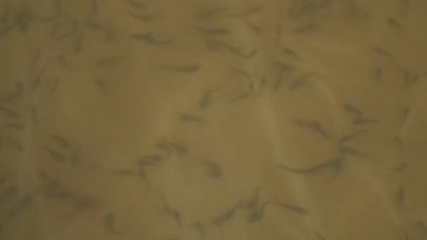 Рыбный Осетр Разведение Редких Коммерческих Осетровых Рыб — стоковое видео