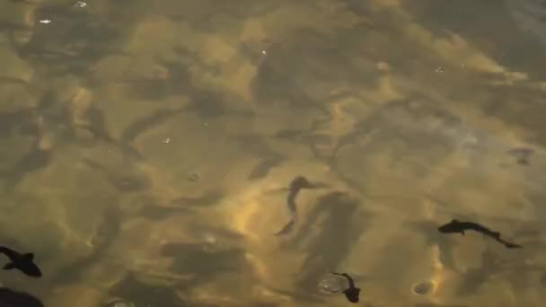 Des esturgeons. Elevage d'esturgeons commerciaux rares .