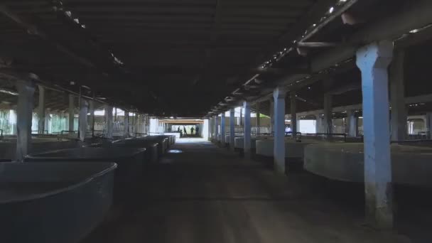 Nádrže Jeseterem Farma Pro Pěstování Jesetera — Stock video