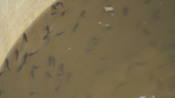 Ikan Sturgeon Membiakkan Ikan Sturgeon Komersial Langka — Stok Video