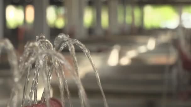 Becken Mit Störbrut Bauernhof Für Die Aufzucht Von Störbrut — Stockvideo