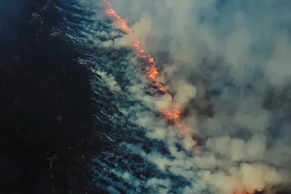 Fogo na floresta, árvores a arder e relva. Fogo natural — Fotografia de Stock