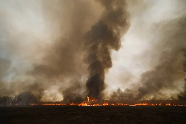 Feuer im Wald, brennende Bäume und Gras. Naturbrände — Stockfoto