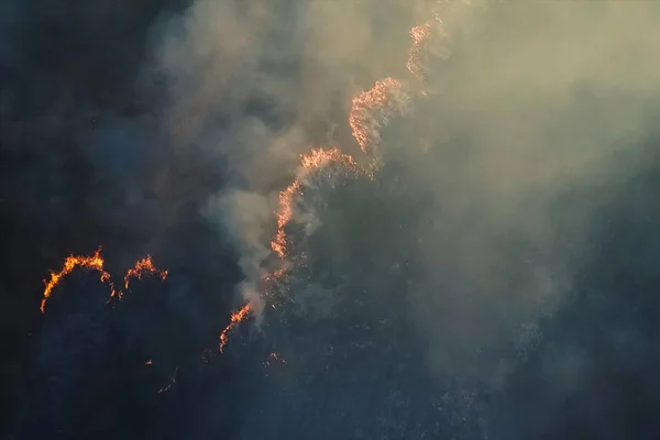 Ormanda yangın, yanan ağaçlar ve çimenler. Doğal yangınlar — Stok fotoğraf