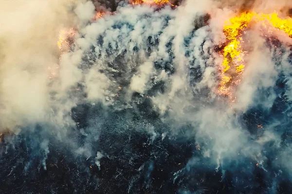 Oheň v lese, hořící stromy a tráva. Přirozené požáry — Stock fotografie