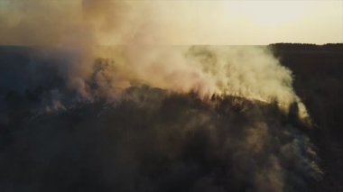 Ormanda yangın, yanan ağaçlar ve çimenler. Rusya'da doğal yangınlar.