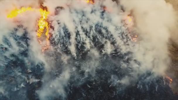 Feu Dans Forêt Des Arbres Brûlants Herbe Incendies Naturels Russie — Video