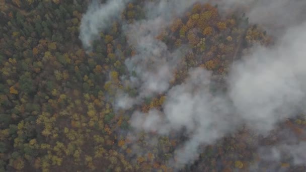 Eld Skogen Brinnande Träd Och Gräs Naturliga Bränder Ryssland — Stockvideo